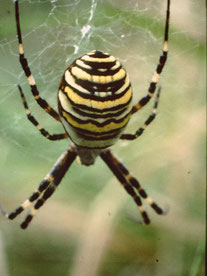 Argyope-Zebra-Wespenspinne   Foto: Hermann Saur