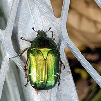 Foto: NABU Kaarst-Korschenbroich - Goldglänzender Rosenkäfer