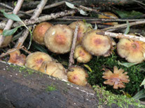 Foto: NABU Delmenhorst