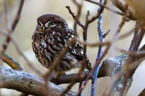 Foto: Rieke Schluckebier