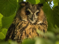 Foto: Franz Lindinger