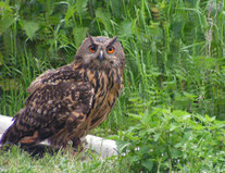 Foto: Horst Petersen