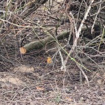 Rotkehlchen in Totholzhecke aus Schnittgut