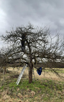 Schneiden eines Obstbaums