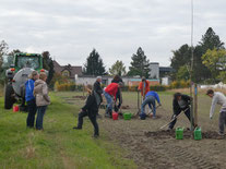 Bäume werden gepflanzt