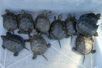 Sumpfschildkröten in einer Kiste