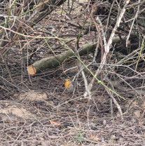 Rotkehlchen in Totholzhecke aus Schnittgut