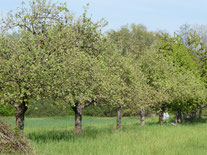 Der Alte Wasen (Berkach)