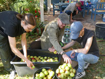 Freiwillige beim Keltern