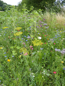 Der Alte Wasen (Berkach)