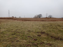 Feuchtwiese Osterbruch  (Auf Esch)