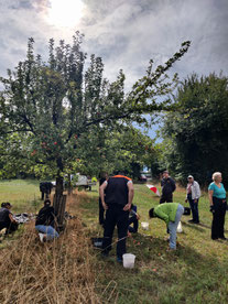 Äpfel werden geerntet 