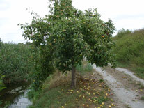 Obstbaumreihe  (GG-Ost, Mühlbach) 
