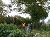 Äste werden gekürzt