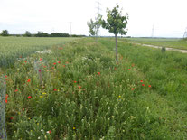 Im Lingfeld (Berkach)