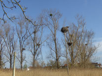 Schilfgebiet mit inzwischem umgestürzten Storchennest (Berkach) 