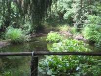 Teich im Wald bei Walldorf