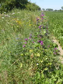 Auf das Gänsbruch (Berkach, Pacht) 