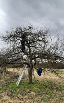 Schneiden eines Obstbaums