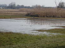 Feuchtwiese Scheidgraben (zw. Dornheim + Berkach) 