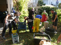 Freiwillige beim Keltern