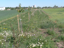 Im Neuen Feld (Berkach)