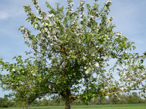 Die Alten Röder (Berkach)