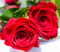 red roses