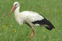 Storch, Foto: NABU Wiesloch