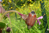 Maikäfer, Foto: A.Treffer