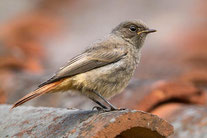 Hausrotschwanzweibchen - Foto: Jan Piecha