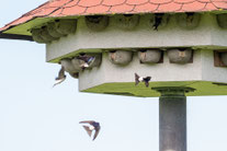 Alpensegler im Nest