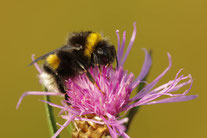Monatsversammlung Veranstaltung Exkursion Vortrag Biene Majas wilde Schwestern Wildbiene Wildbienen NABU Düren