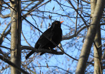 Am schwarzen Gefieder und am gelben Schnabel ist das Amselmännchen leicht zu erkennen. Fotos: Beatrice Jechke