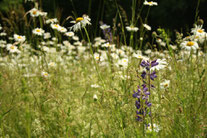 Insektenlebensraum Blumenwiese.