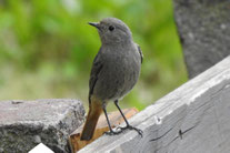 Foto: NABU/Kathy Büscher