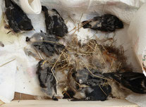 Verwaiste Jungschwalben, die aus abgeschlagenen Nestern gerettet werden konnten.