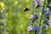 Erdhummel an Natternkopf.