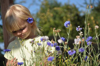 Kornblumen in Wildblumenwiese