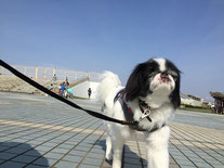 辻堂海浜公園でお散歩中。今日お預かりしている犬くんたちは、全員藤沢から遊びにきています。