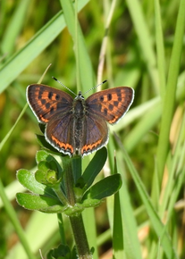 Lycaena helle (Blauschillernde Feuerfalter) ©Marion Zöller / NABU Euskirchen