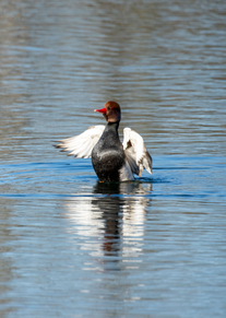 Kolbenenten, fotografiert von Edgar Mertens / NABU Euskirchen