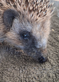 Foto: Claudia Müller / Wildtierhilfe Nordeifel