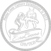 Maine Coon kittens for sale | Maine Coon Cats for sale | EuroCoons Maine Coon Breeders in USA