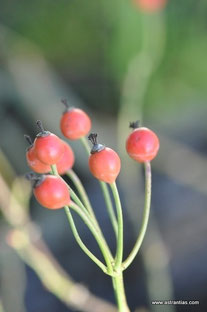 Rosa-arvensis, Rosa-repens, Feld-Rose, Kriechende-Rose, Rosier-des-champs, Rosa-cavallina, Wildrosen, Wildsträucher, Heckensträucher, Artenvielfalt, Ökologie, Biodiversität, Wildrose