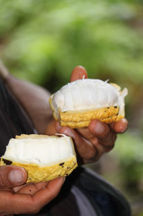Regenwald, Kakaofrucht