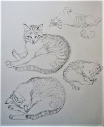 Cat(Pencil drawing）