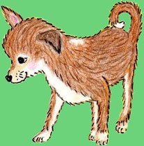 Der Chihuahua Daisy (Buntstiftzeichnung)