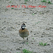 Northern Bobwhite Quail