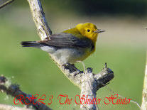 Prothonotary Warbler